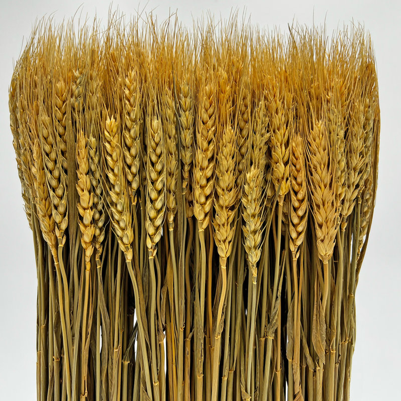 Arrangement de blé sur pied 