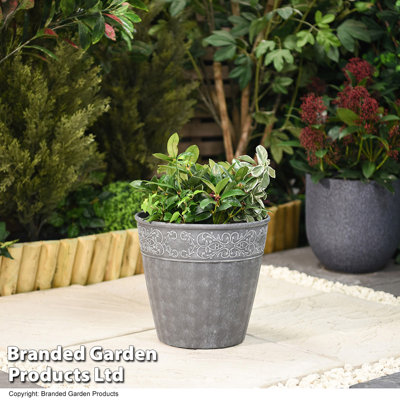 Parvathi Pot Planter