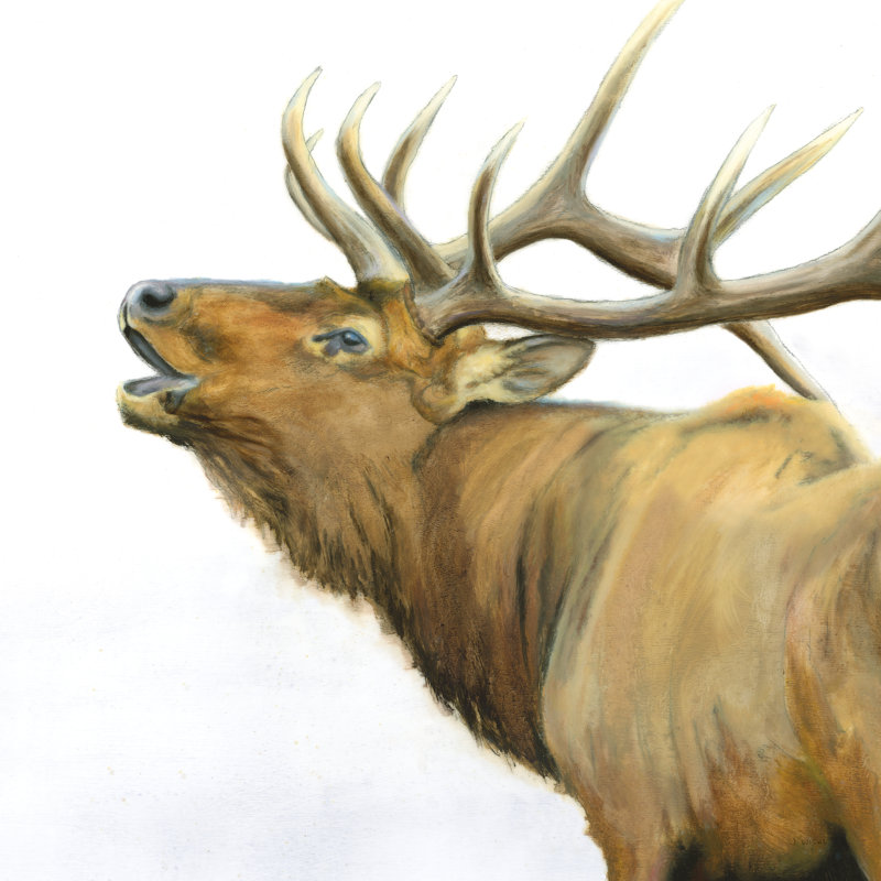 Majestic Elk Crop by James Wiens - 1 Piece Wrapped Canvas Painting, 91cm H x 91cm W x 3.8cm D