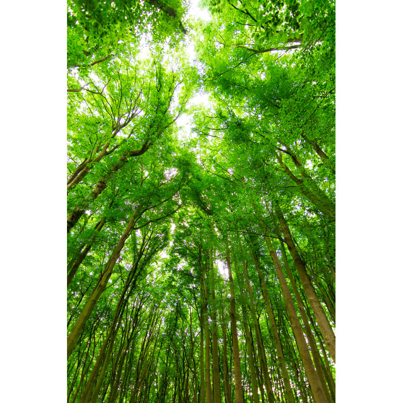 Forêt verticale - photographie sur toile tendue, H 36 po x l 24 po x P 1 po
