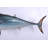 Mackerel Tuna Statue