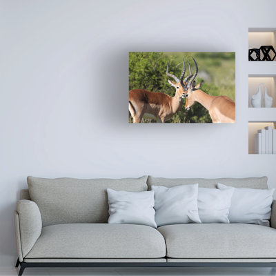 Bolog Bob Langrish Impala Canvas Art