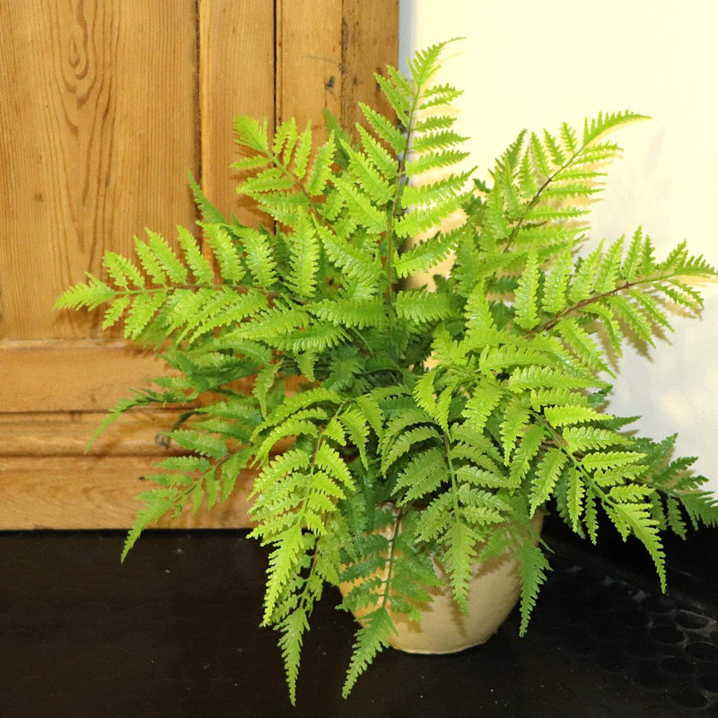 28'' Tall Fern Plant