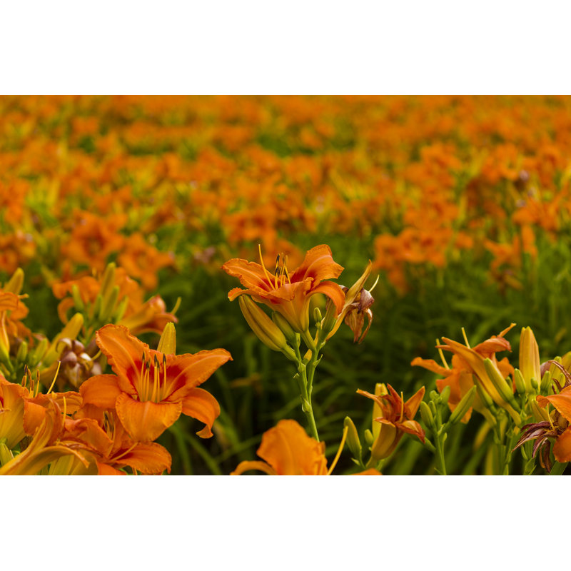 «Effrosyni Field of Daylilies» - impression, H 8 po x l 12 po
