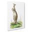 Great Kangaroo by George Shaw - Wrapped Canvas-55304569