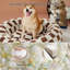 Lit pour chien Lesure Donut Lesure-442354703-466789892