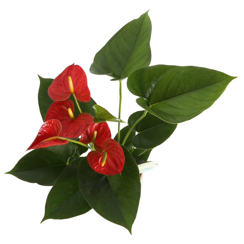 Costa Farms Indoor Anthurium House Plant