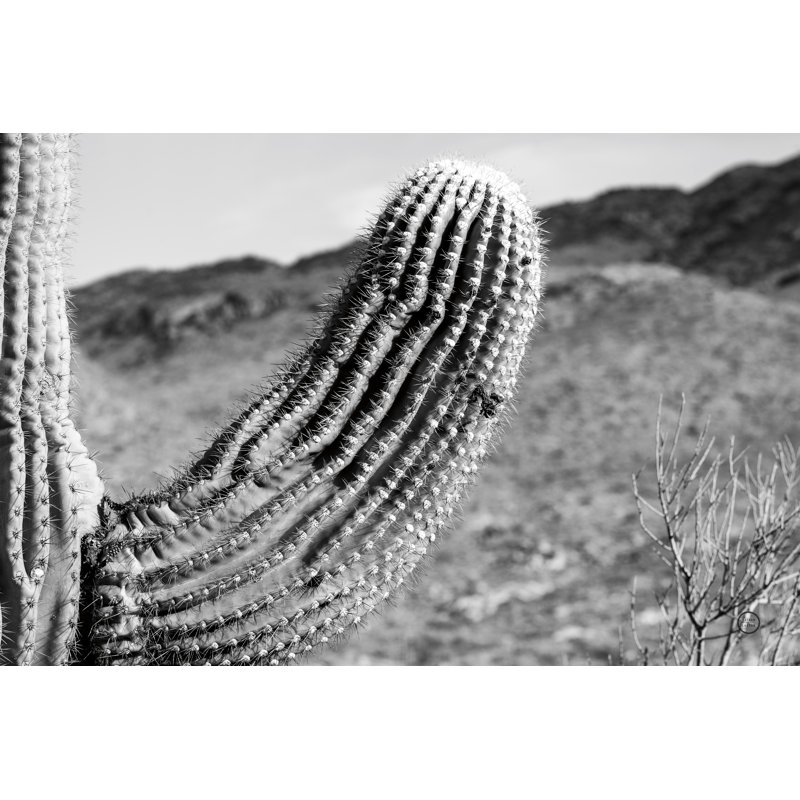 " Saguaro ", 30" H x 20" W x 1.25" D