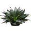 Dracaena Plant in Pot-49662293