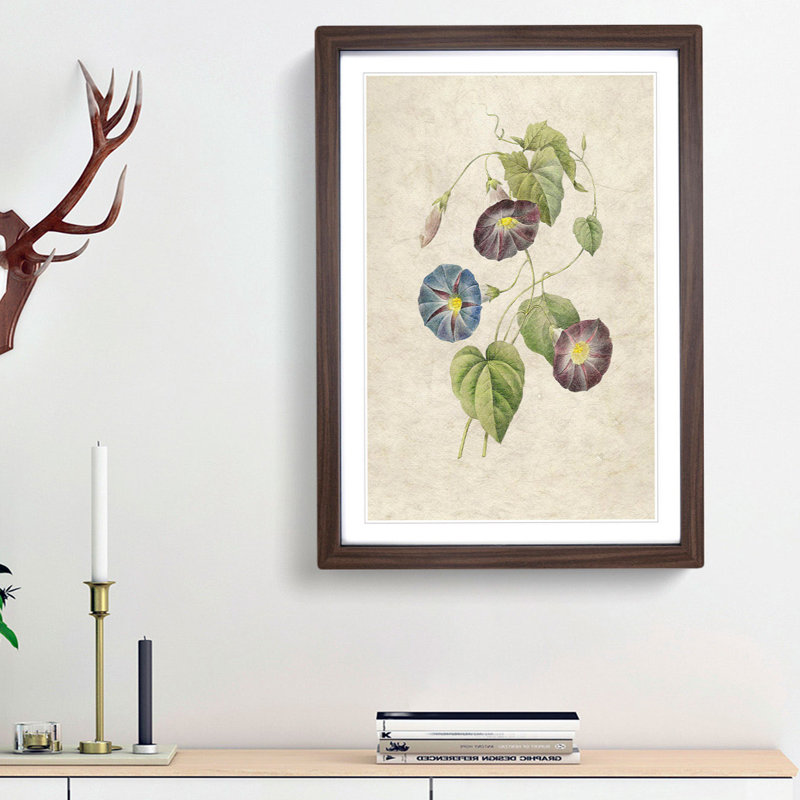 Morning Glory Flowers by Pierre-Joseph Redoute - Picture Frame Painting Print, Walnut Framed, 48cm H x 36cm W x 2cm D