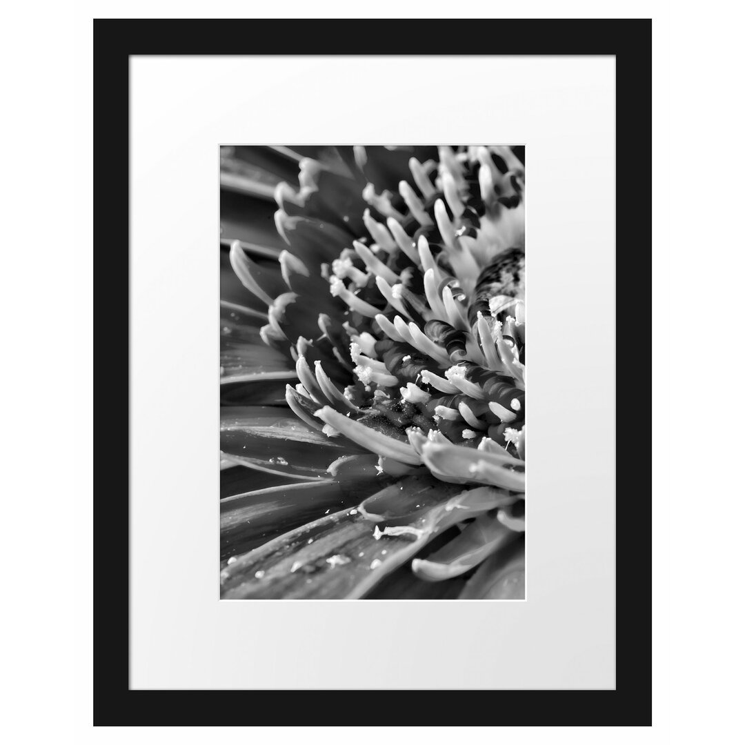 Gerahmtes Poster Gerbera mit Wassertropfen