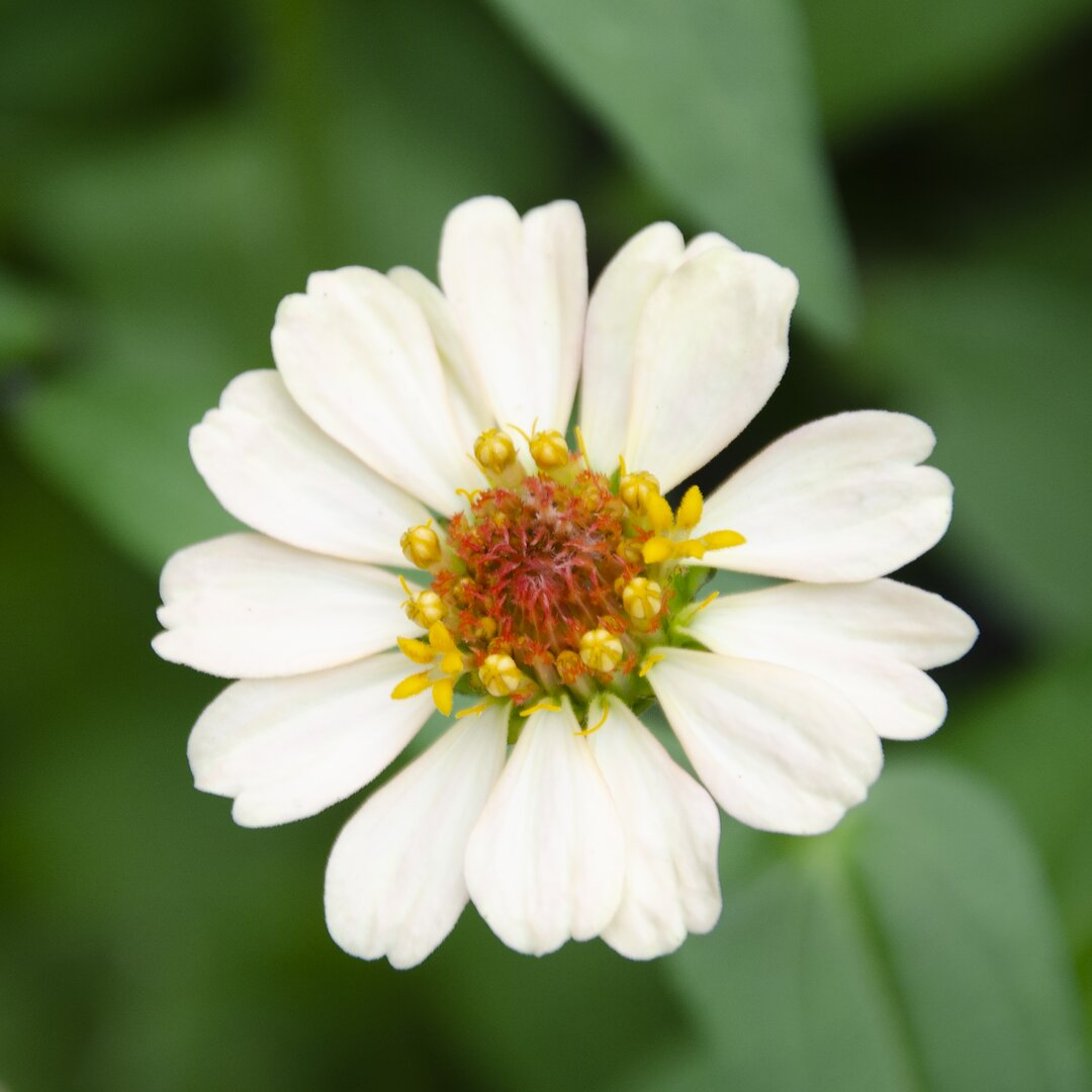 Leinwandbild Cropped Garden Flowers I von Laura Denardo