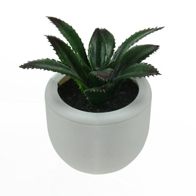 Mini-plante grasse blanche 3,75 po