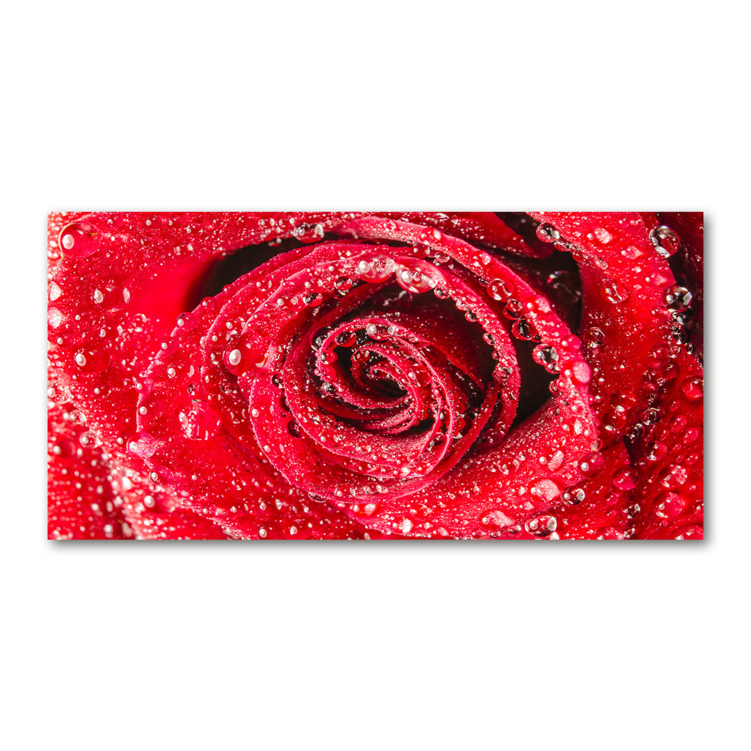 Wassertropfen auf einer Rose - Kunstdrucke auf Leinwand