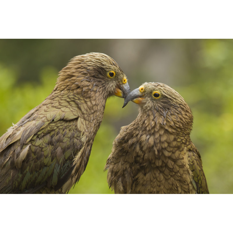 Keas, New Zealand - Wrapped Canvas Print, 30cm H x 46cm W