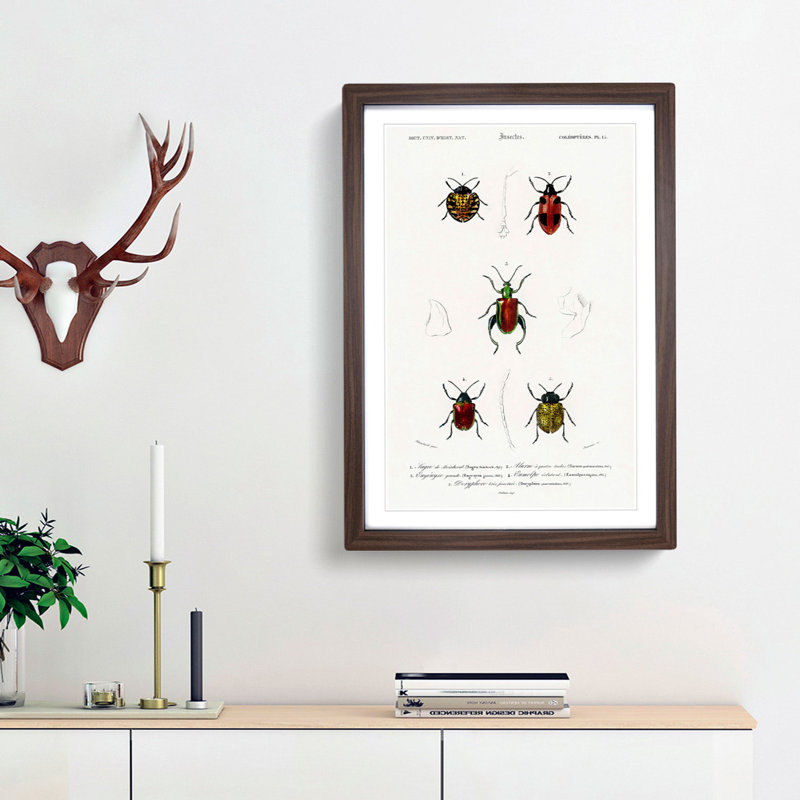 Beetle Illustrations PL.15 by Charles D'Orbigny - Single Picture Frame Print, 33cm H x 24cm W x 2cm D, Walnut Framed