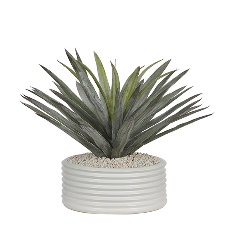 Agave dans un pot à fleurs Armonica