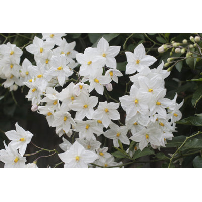 Solanum jasminoides
