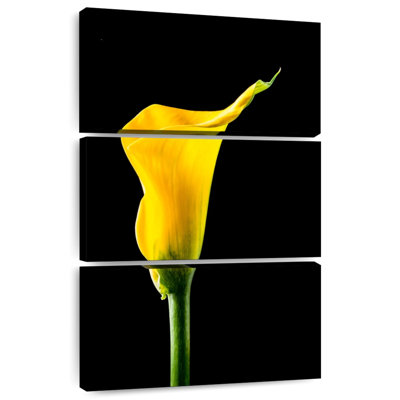 Harnek Single Calla Lily Flower
