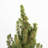 2.5 Quart Dwarf Alberta Spruce Tree