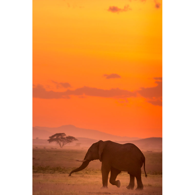«Evening Walk» par Nilesh Shah - photographie sur toile tendue, L 12 po x H 18 po