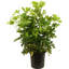 Schefflera Capella in Nursery Pot