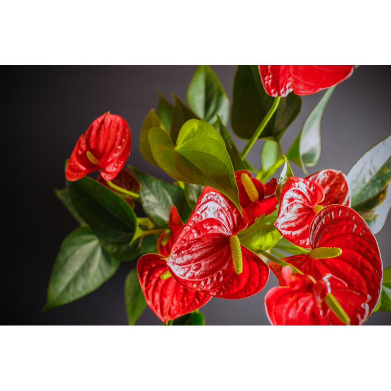 Ð¡are And Growing Of Domestic Plants. by Andrey Bukreev - Wrapped Canvas Print, 30cm H x 46cm W x 3.8cm D