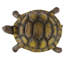 Beckett Turtle Statue