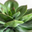 Potted Succulent in Ribbed Black Ceramic Pot