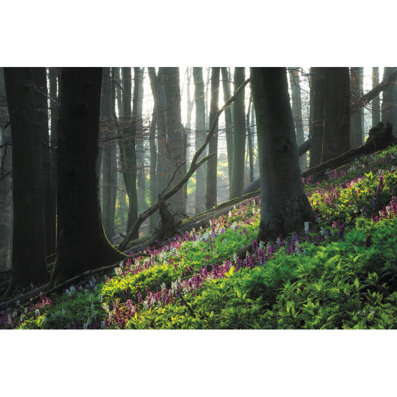 «Hilly Forest on Canvas» par Martin Podt, reproduction, H 20 po x l 30 po x P 1,25 po