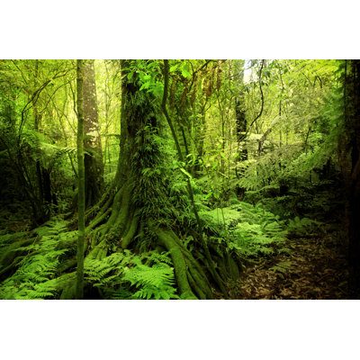 Jungle - Wrapped Canvas Print