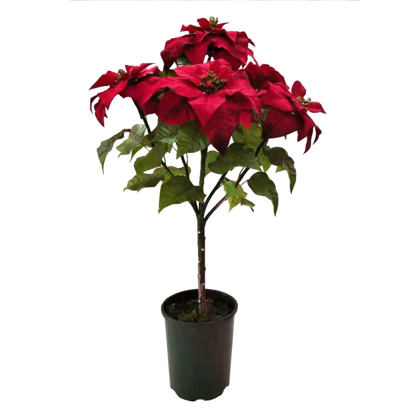 POINSETTIA TREE IN POT