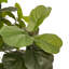 Faux Fiddle Leaf Tree-Faux Fiddle Leaf Tree-9'-1085074925