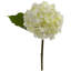 Hydrangea-29312090