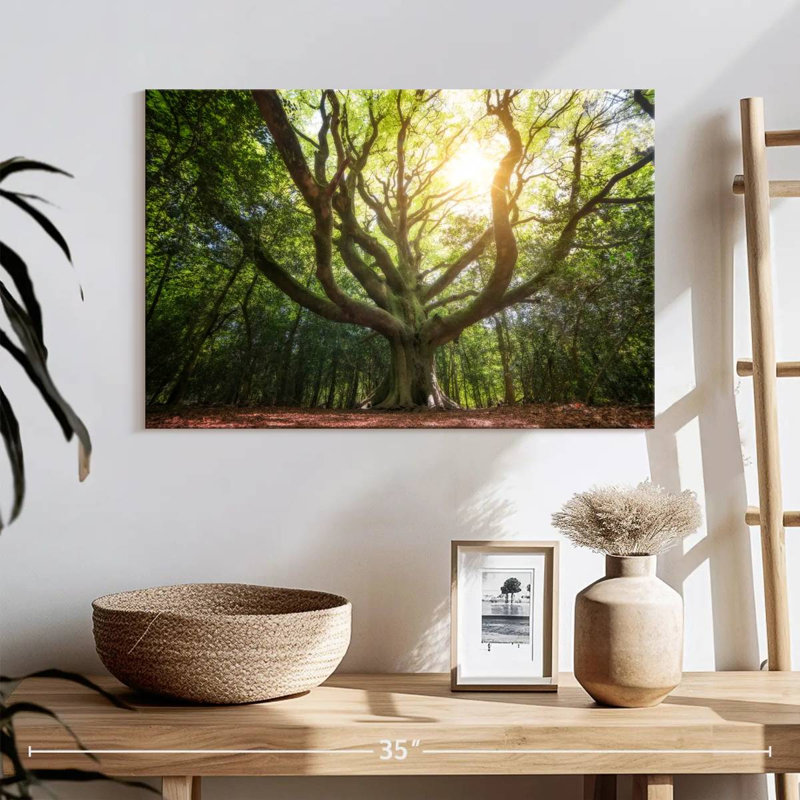 Grand vieux hêtre Harnek Broceliande, H 16 po x l 24 po