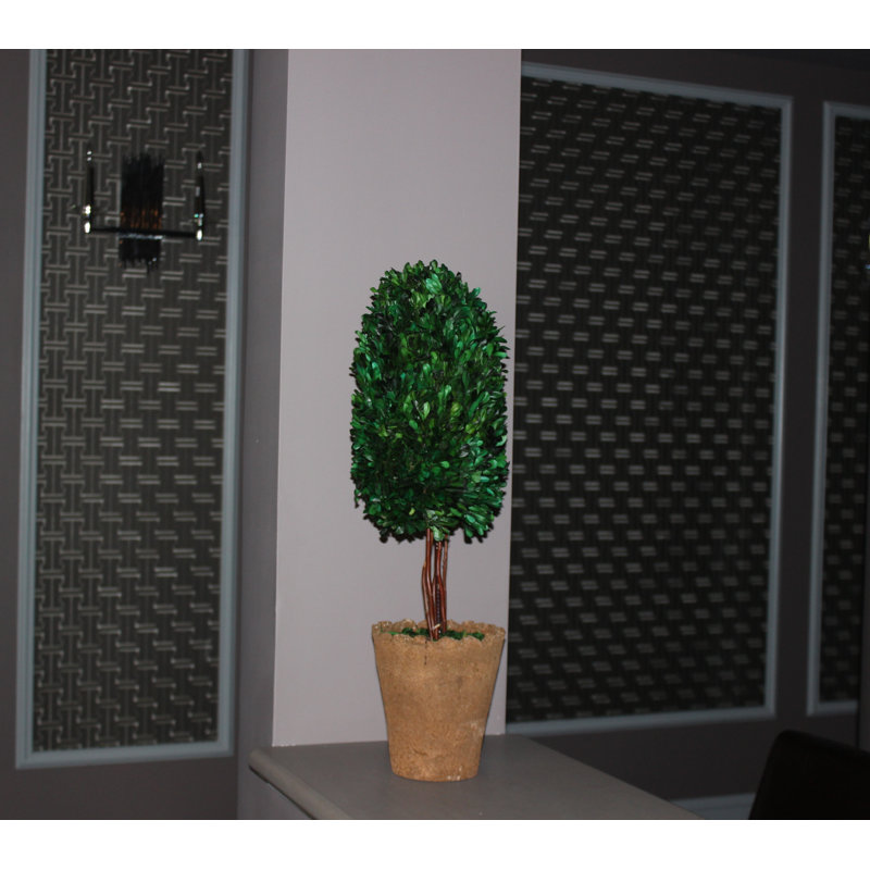 Arbre buis en pot de fleurs