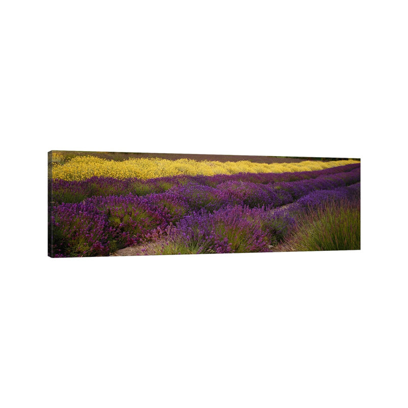 Lavender and Yellow Flower Fields, Sequim, Washington, USA 1 Piece Wrapped Canvas Panoramic Wall Art