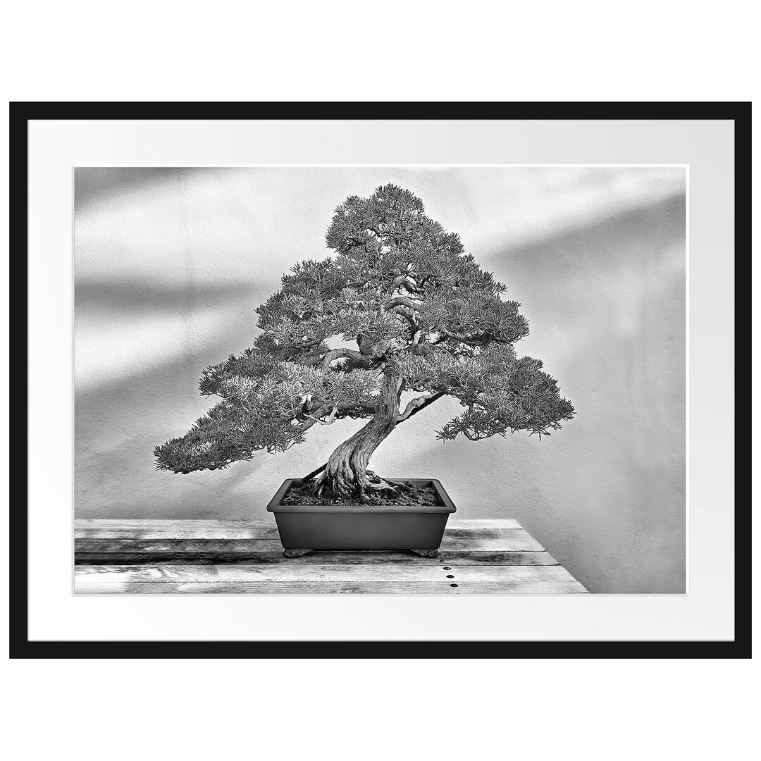 Gerahmtes Poster Bonsai Baum