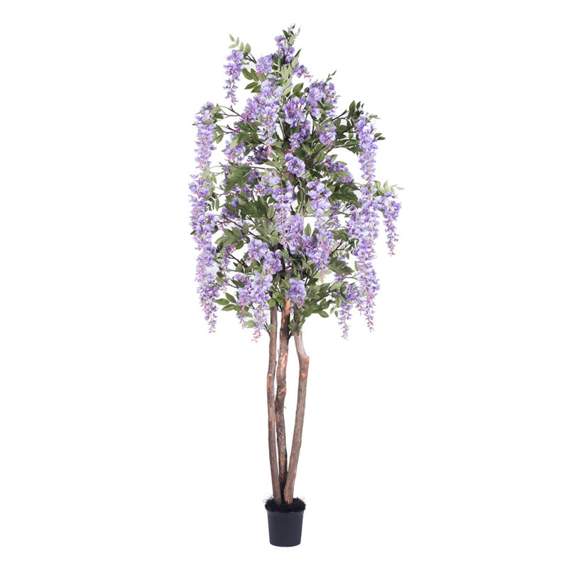 Arbre wisteria en pot