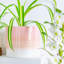 Nicola Spring - Reactive Glaze Plant Pots-63880890-63880895
