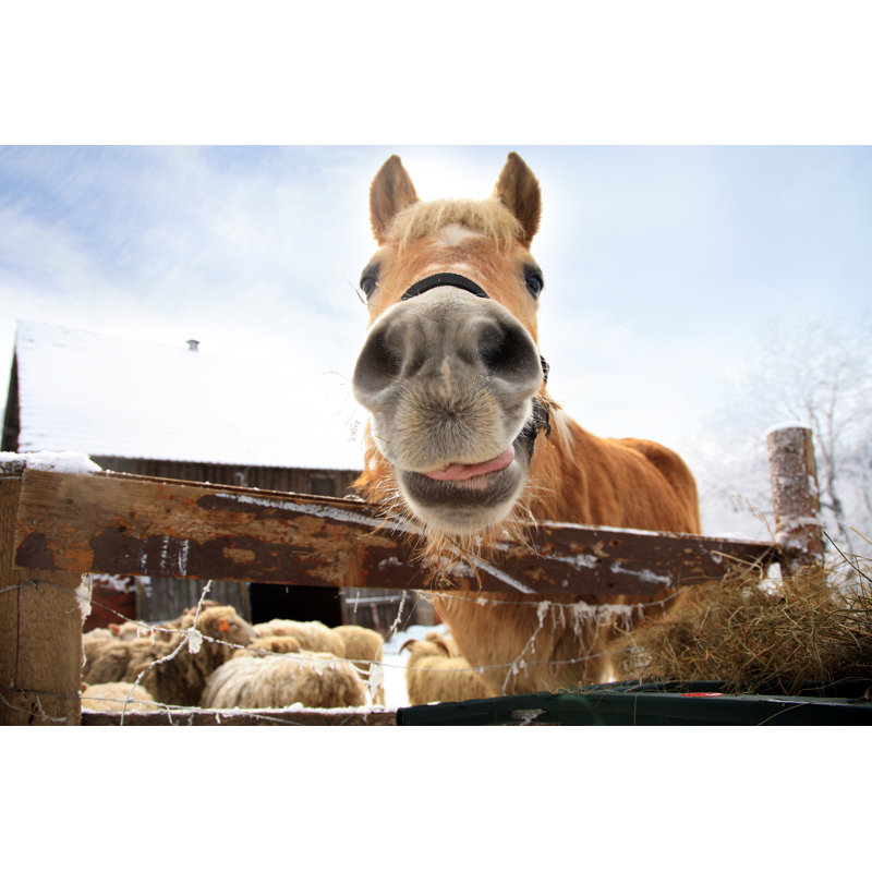 Funny Horse Haflinger by Fotokate - Wrapped Canvas Print, 30cm H x 46cm W