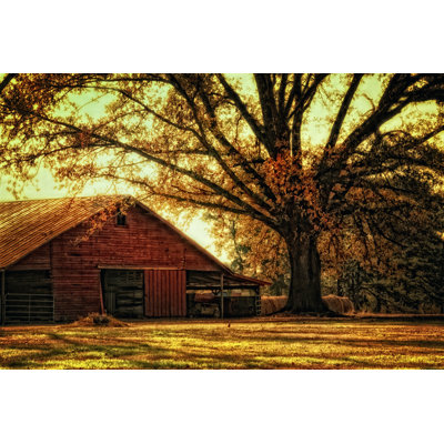 " Last Tree Standing " by Danny Head