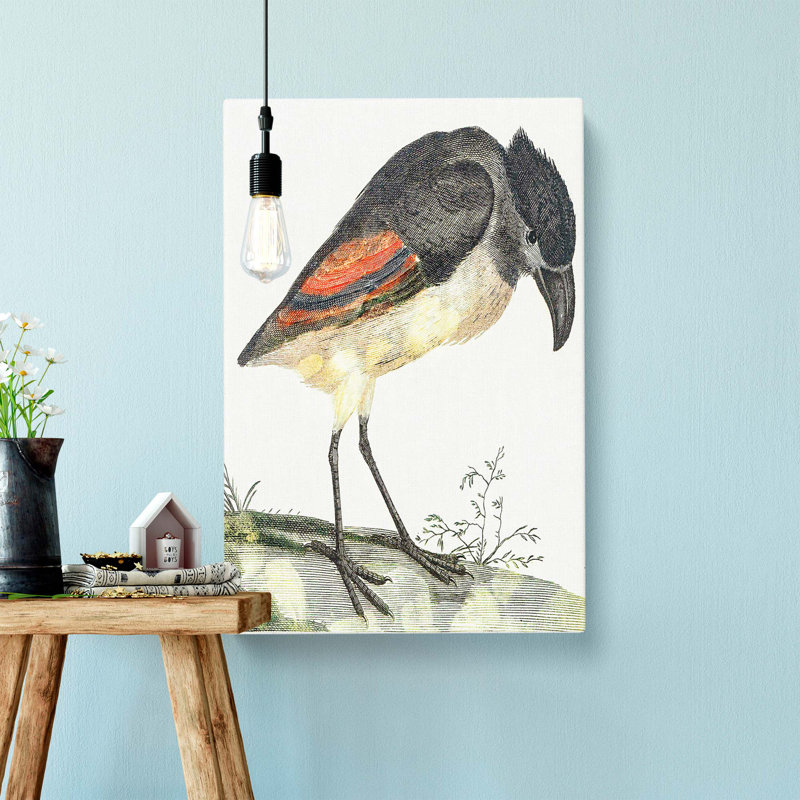 Boat-Billed Heron by Johan Teyler - Wrapped Canvas, 76cm H x 50cm W x 3cm D