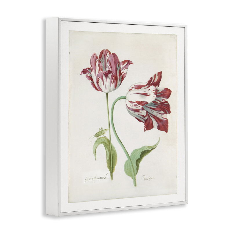 «Classic Tulip Study Gray», art de la giclée par Jacob Marrel, Cadre blanc, H 30 po x l 24 po