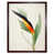 Brown Framed Paper selected