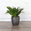 Dracaena Plant in Pot-49662293