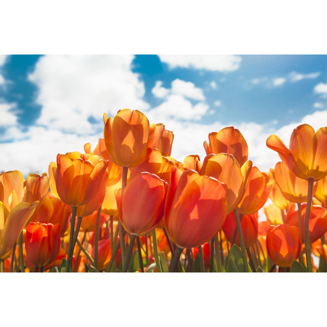 Orangefarbene Tulpen gegen blauen Himmel an einem sonnigen Tag (Niederlande)