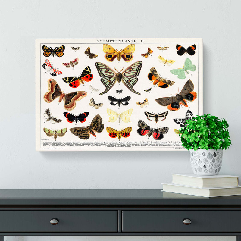 Butterflies & Moths by - Wrapped Canvas, 50cm H x 76cm W x 3cm D
