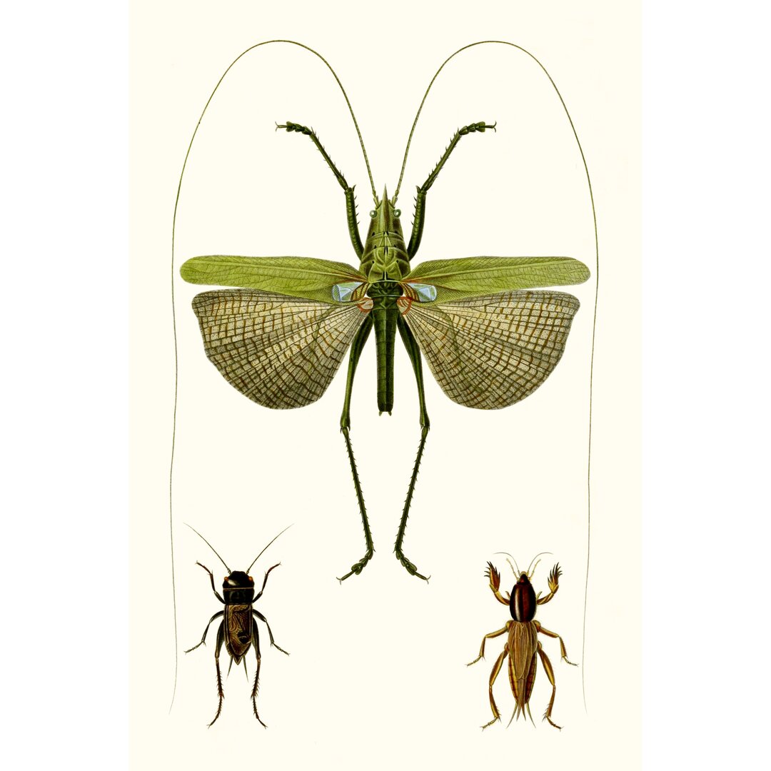 Leinwandbild Entomology Series V von Blanchard