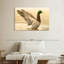Canard colvert majestueux Brampt-107845162